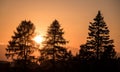 Sunset light with the silhouette of pine trees Royalty Free Stock Photo