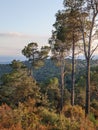 Sunset lights on Mediterranean pine trees