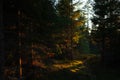 Sunset lights in spruce tree forest, Nature of Sweden Royalty Free Stock Photo
