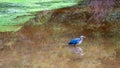 Blue Heron bird in a lake Royalty Free Stock Photo
