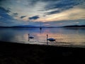 Sunset at lipno lake and swans couple cygnus olor mute swan