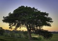 Sunset Live Oak Royalty Free Stock Photo