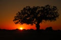 Sunset Live Oak Royalty Free Stock Photo
