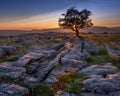 Sunset on a lone tree Royalty Free Stock Photo