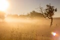 Sunset lonely tree Royalty Free Stock Photo