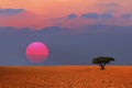 Sunset lonely tree Royalty Free Stock Photo