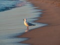 Sunset at Long Point with a seagull on the beach, Port Kennedy Royalty Free Stock Photo