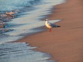 Sunset at Long Point with a seagull on the beach, Port Kennedy Royalty Free Stock Photo