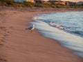 Sunset at Long Point with a seagull on the beach, Port Kennedy Royalty Free Stock Photo