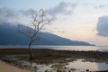 Lonley tree, Tioman Island, Malaysia Royalty Free Stock Photo