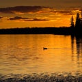 Sunset Loon