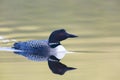 Sunset Loon Reflection