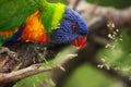 Sunset Lorikeet Royalty Free Stock Photo