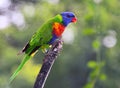 Sunset Lorikeet Royalty Free Stock Photo