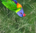 Sunset Lorikeet Royalty Free Stock Photo