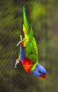 Sunset Lorikeet Royalty Free Stock Photo
