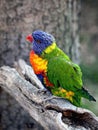 Sunset Lorikeet Royalty Free Stock Photo