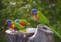 Sunset Lorikeet Royalty Free Stock Photo