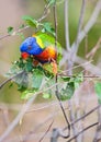 Sunset Lorikeet Royalty Free Stock Photo
