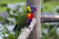 sunset lorikeet (Trichoglossus forsteni Royalty Free Stock Photo