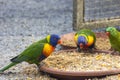sunset lorikeet (Trichoglossus forsteni Royalty Free Stock Photo