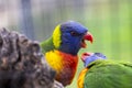 sunset lorikeet (Trichoglossus forsteni Royalty Free Stock Photo