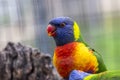 sunset lorikeet (Trichoglossus forsteni Royalty Free Stock Photo