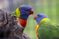 sunset lorikeet (Trichoglossus forsteni Royalty Free Stock Photo