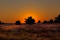 Sunset at the Luneburg heath