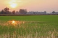 Sunset at the lush green rice paddies soft focus. Royalty Free Stock Photo