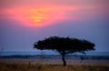 Sunset in the Maasai Mara National Park. Africa. Kenya. Royalty Free Stock Photo