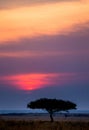 Sunset in the Maasai Mara National Park. Africa. Kenya. Royalty Free Stock Photo