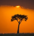 Sunset in the Maasai Mara National Park. Africa. Kenya. Royalty Free Stock Photo