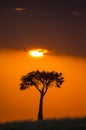 Sunset in the Maasai Mara National Park. Africa. Kenya. Royalty Free Stock Photo