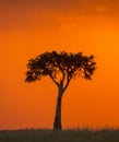 Sunset in the Maasai Mara National Park. Africa. Kenya. Royalty Free Stock Photo