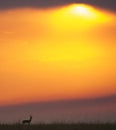 Sunset in the Maasai Mara National Park. Africa. Kenya. Royalty Free Stock Photo