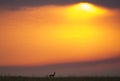 Sunset in the Maasai Mara National Park. Africa. Kenya. Royalty Free Stock Photo