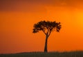 Sunset in the Maasai Mara National Park. Africa. Kenya. Royalty Free Stock Photo