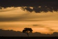 Tree and flat landscape of the Maasai Mara, at sunset,  Kenya Royalty Free Stock Photo