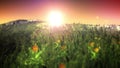 Sunset on magic grass field loop