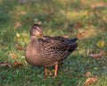 Sunset on a Mallard Duck with Beautiful Fall Bokeh, Lamarche, Qc Royalty Free Stock Photo