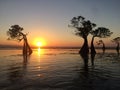 sunset and mangrove trees