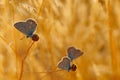 Sunset in the meadow Royalty Free Stock Photo