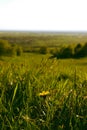 Sunset Meadow Dandelion Royalty Free Stock Photo