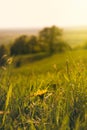 Sunset Meadow Dandelion Royalty Free Stock Photo