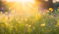 Sunset on the meadow with dandelions, shallow depth of field. Abstract summer nature background Royalty Free Stock Photo