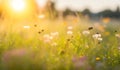 Sunset on the meadow with dandelions, shallow depth of field. Abstract summer nature background Royalty Free Stock Photo