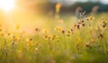 Sunset on the meadow with dandelions, shallow depth of field. Abstract summer nature background Royalty Free Stock Photo