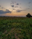 Sunset in a meadow with high thistle and autumn flowers in early autumn