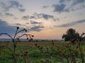 Sunset in a meadow with high thistle and autumn flowers in early autumn